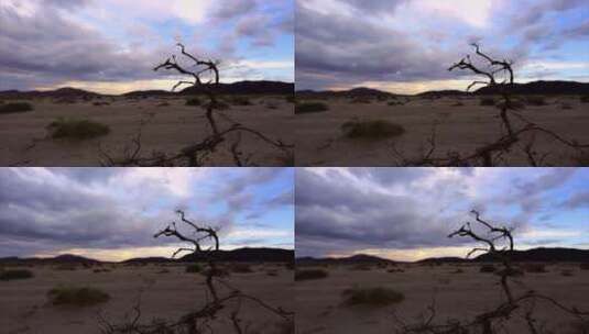 沙漠怪树林 一棵枯树树枝日落晚霞乌云延时高清在线视频素材下载