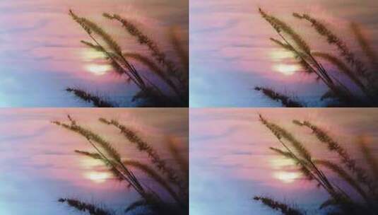 黄昏下的芦苇草特写高清在线视频素材下载