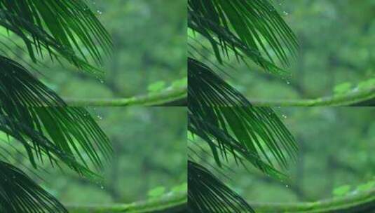 树林下雨高清在线视频素材下载