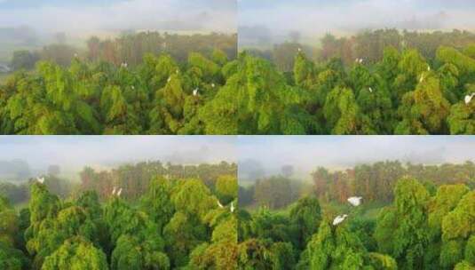 白鹭 鸟 生态 竹林高清在线视频素材下载