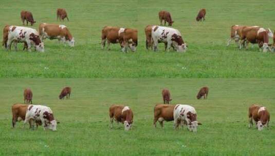 动物集锦澳大利亚草原畜牧区吃草的牛高清在线视频素材下载