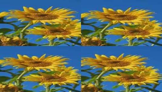 秋天盛开的向日葵 竖屏高清在线视频素材下载