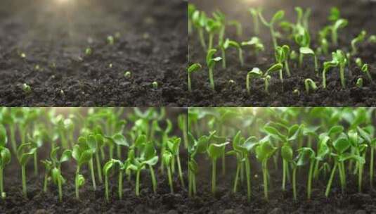 种子发芽 种子破土而出 植物生长延时高清在线视频素材下载