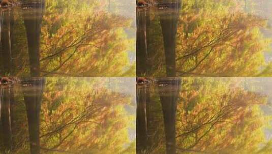 南京燕雀湖落水杉秋日风光高清在线视频素材下载