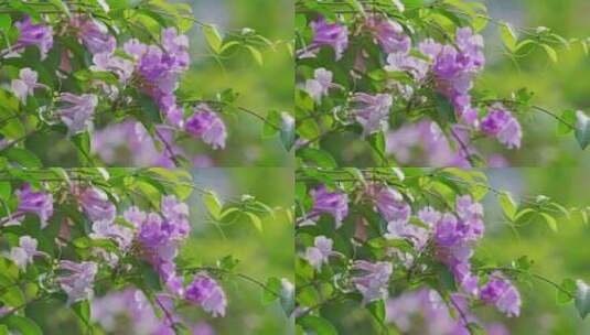 鲜花盛开紫铃藤花蒜香藤高清在线视频素材下载