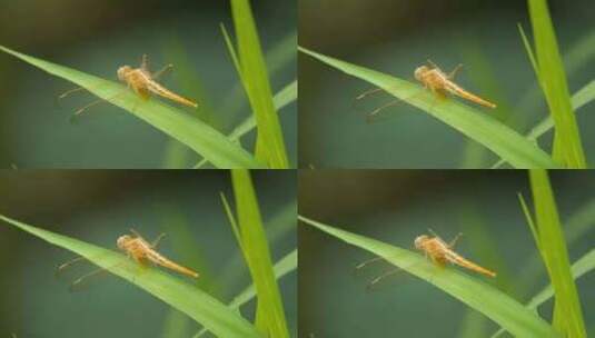 春天植物上的昆虫红蜻蜓豆娘高清在线视频素材下载