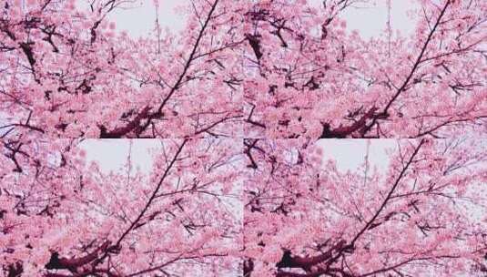 春天樱花美丽的粉色樱花飘落高清在线视频素材下载