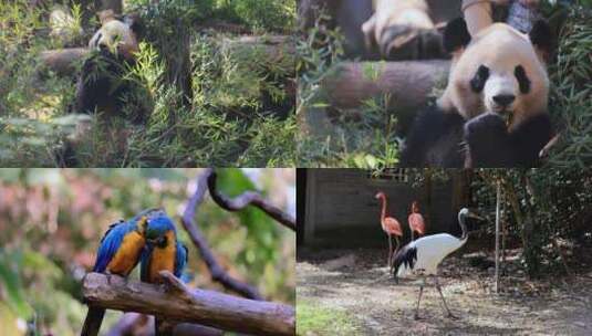 杭州动物园大熊猫鹦鹉丹顶鹤长颈鹿火烈鸟高清在线视频素材下载