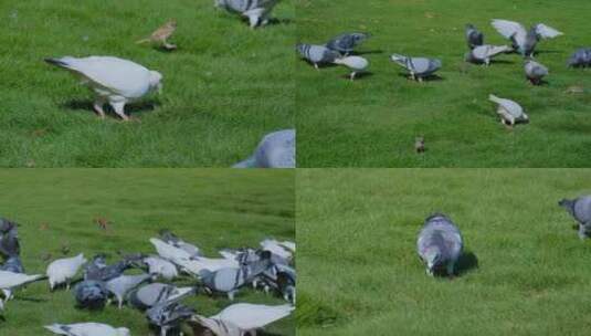 草地草坪上的鸽子白鸽灰鸽高清在线视频素材下载