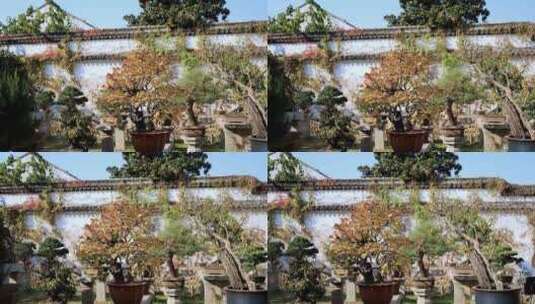 苏州园林拙政园盆景园精致盆栽园林设计高清在线视频素材下载