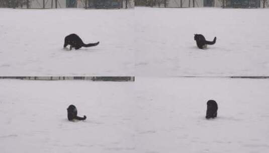 下雪天小猫在雪地玩雪玩耍高清在线视频素材下载