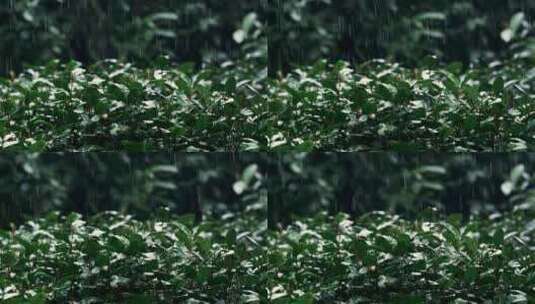 杭州春天雨季西湖龙井茶园空镜高清在线视频素材下载