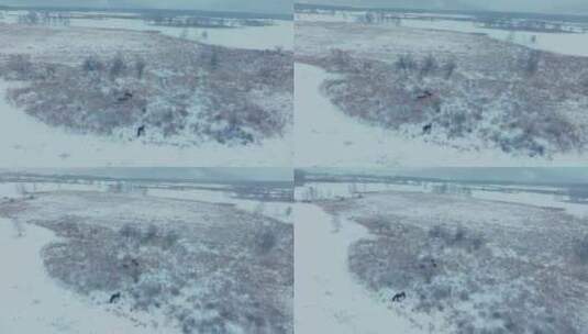 蒙古马的冬天高清在线视频素材下载