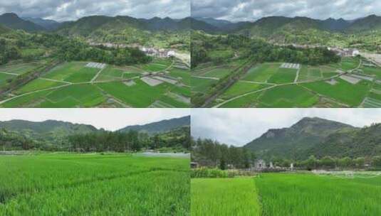 航拍稻田 绿色生态高清在线视频素材下载