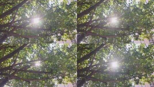 太阳光照射在树枝上，闪闪发亮高清在线视频素材下载