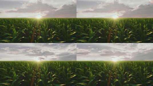 4K玉米地LED大屏背景素材高清在线视频素材下载