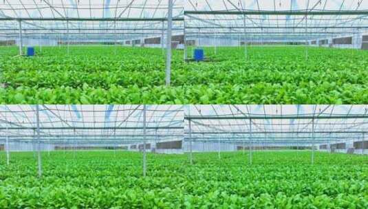 蔬菜青菜上海青种植高清在线视频素材下载