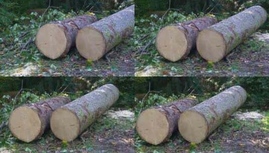 砍伐树木 砍伐森林高清在线视频素材下载