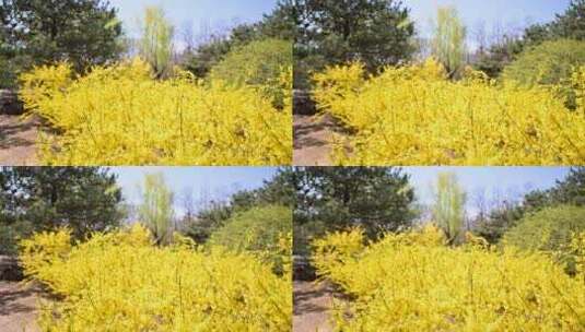 春天盛开的黄色连翘迎春花朵特写高清在线视频素材下载