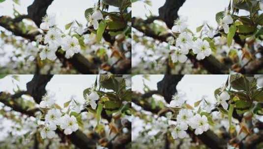 春天盛开的梨花实拍唯美画面高清在线视频素材下载