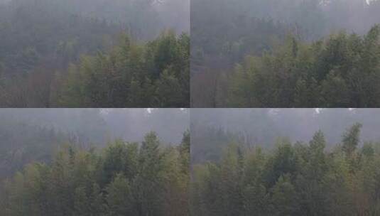 云雾中的山上竹林高清在线视频素材下载
