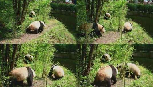 动物大熊猫高清在线视频素材下载