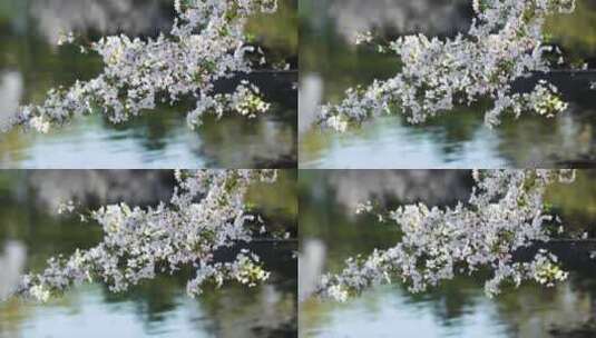 春天湖水边盛开绽放的樱花高清在线视频素材下载