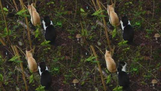 猫猫咪的背影森林里的猫咪高清在线视频素材下载