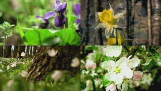 植物生长延时高清在线视频素材下载