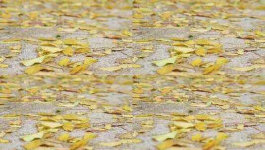 雨后落叶实拍高清在线视频素材下载