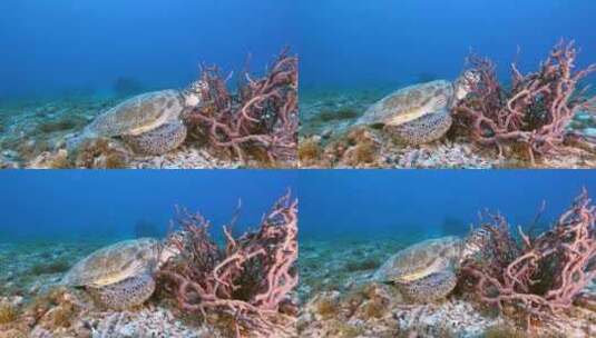 海洋中正在觅食的海龟【4K】高清在线视频素材下载