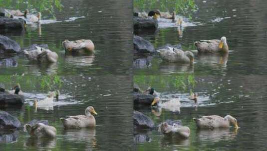 杨柳湖畔的宁静时光：鸭群悠闲的清理羽毛高清在线视频素材下载