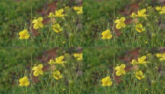 春天野花特写高清在线视频素材下载