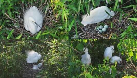 （合集）白鹭孵化抚育幼鸟高清在线视频素材下载