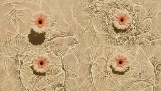 向日葵花非洲菊花瓣花在水面上有水滴高清在线视频素材下载