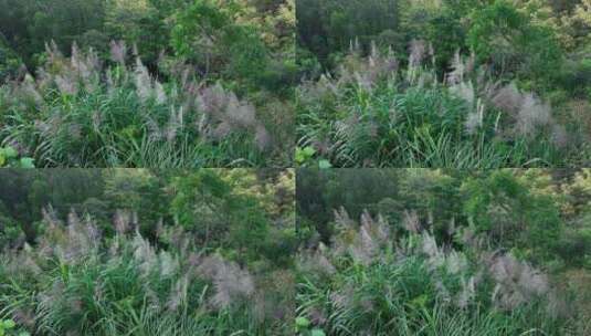 森林里的芦苇草丛风吹草动风吹草丛风吹芦苇高清在线视频素材下载
