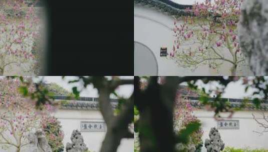 4K苏州园林 网师园紫玉兰花高清在线视频素材下载