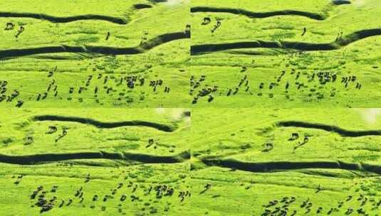 4K新疆那拉提草原唯美牛羊航拍3高清在线视频素材下载
