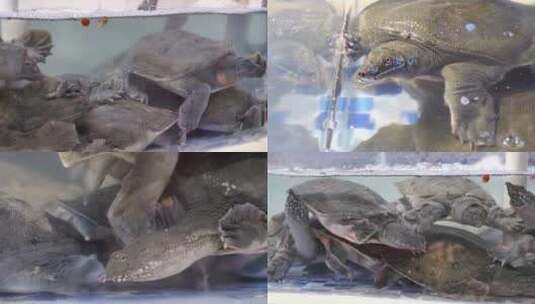 4K甲鱼团鱼鳖拍摄高清在线视频素材下载
