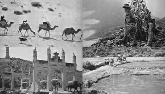 马帮 商队 驼队 茶马古道 上世纪三四十年代高清在线视频素材下载