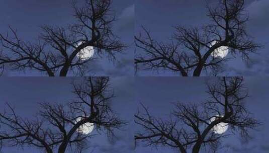 漆黑夜晚树梢上升起的月亮延时高清在线视频素材下载