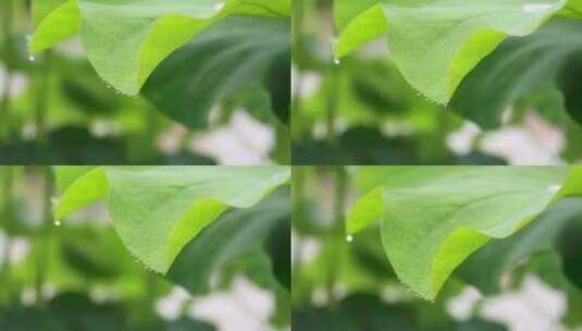 雨后荷叶上的露珠 水滴特写高清在线视频素材下载