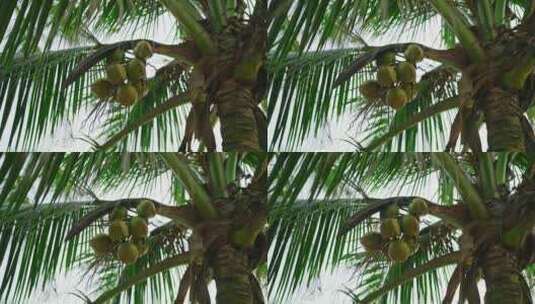 椰子，树，热带，度假高清在线视频素材下载