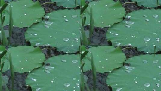 大雨中赏荷高清在线视频素材下载