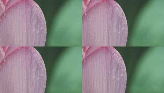 雨后荷花挂满露珠的特写镜头高清在线视频素材下载