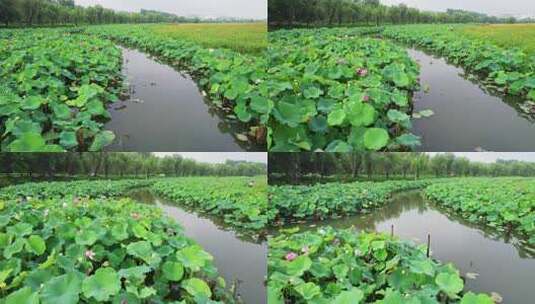 杭州湘湖十里荷塘风景航拍高清在线视频素材下载