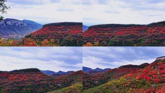 深秋季节的太行山里的漫山红叶高清在线视频素材下载