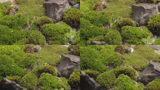 青苔植物景观盆栽园林绿色自然生长青草特写高清在线视频素材下载