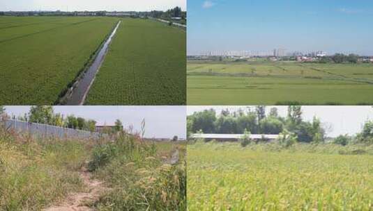 航拍 天津 小站稻 水稻 大米 生态农业 三农高清在线视频素材下载