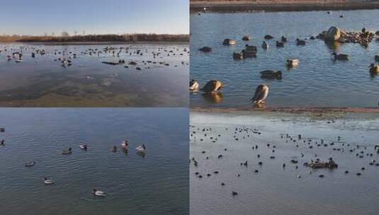 白鹭 野鸭 湖泊 湿地 保护环境 栖息地高清在线视频素材下载